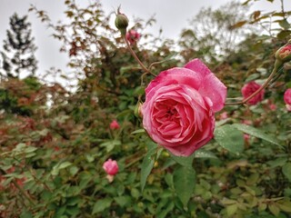 pink roses in garden
