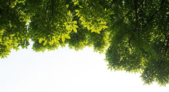 Bright green leaves from tree canopy against a clean white sky