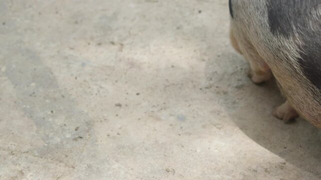 Mini Pig Walking and Sniffing Ground Outdoors