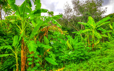Tropical landscape rainforest jungle nature palm trees mountains in Thailand.