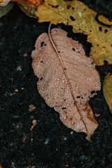 Dry yellow and brown autumn leaf on the ground near a stone in a natural forest setting