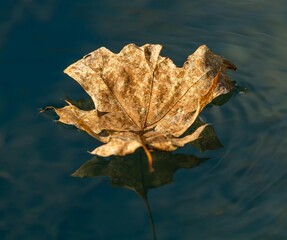 Colorful autumn leaves floating on water and scattered on the ground