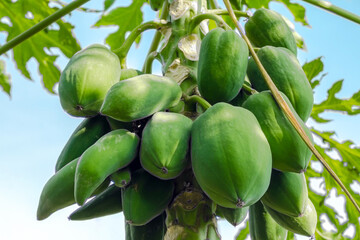 Green papayas growing on a tree in a lush tropical garden, representing nature and tropical agriculture