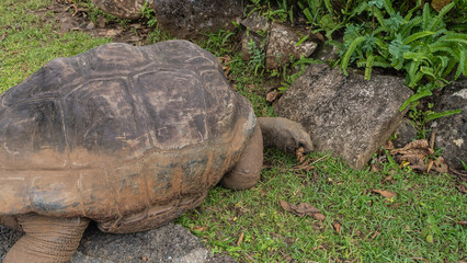 Naklejka premium A giant turtle Aldabrachelys gigantea in a tropical park. A huge reptile eats grass. Paws, head, and shell are visible. Side view. Mauritius. La Vallée Des Couleurs Nature Park 
