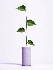 A delicate green plant stem with multiple leaves emerges from a textured, light purple concrete cylindrical vase, set against a clean white backdrop.
