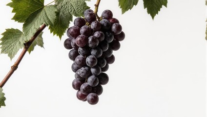 Close up of a ripe bunch of dark purple grapes hanging from a vine with green leaves.