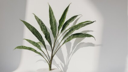 Minimalist Green Plant with Shadow on White Background.
