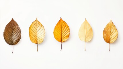 Obraz premium 13.A captivating shot of autumn leaves in various stages of falling, each golden leaf suspended in mid-air against a white background. The leaves exhibit vibrant shades of gold and amber, with gentle