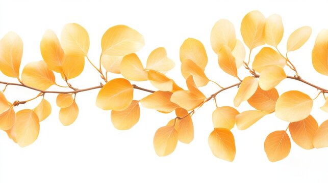 41.A close-up image of a golden Tallow Pui tree, with its bright yellow-golden leaves illuminated by soft light, isolated against a pure white background. The leaves have a delicate texture, and the