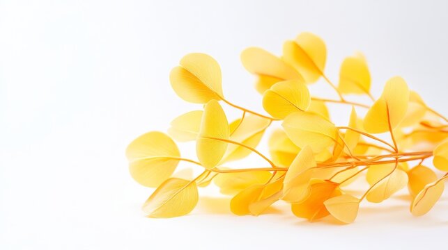 41.A close-up image of a golden Tallow Pui tree, with its bright yellow-golden leaves illuminated by soft light, isolated against a pure white background. The leaves have a delicate texture, and the