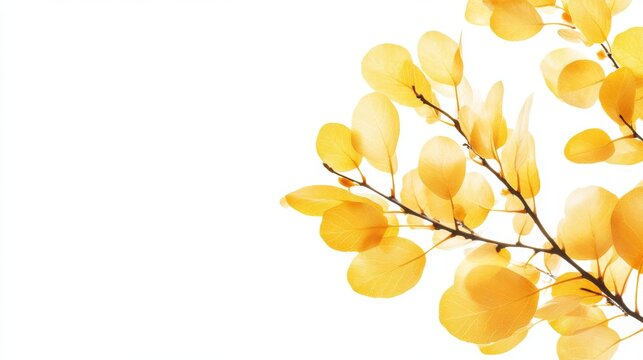 41.A close-up image of a golden Tallow Pui tree, with its bright yellow-golden leaves illuminated by soft light, isolated against a pure white background. The leaves have a delicate texture, and the