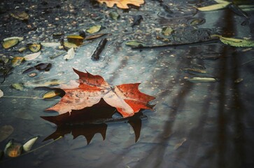 Red maple leaf floating on colorful autumn water, a reflection of fall nature