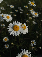 flora close-up from my garden