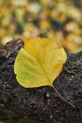 Bright yellow maple leaf isolated on the brown dry autumn ground