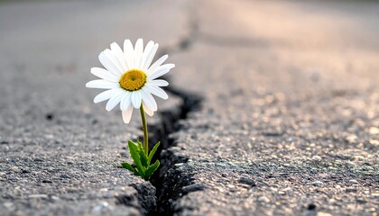 A single white daisy, with a yellow center, sprouts from a crack in an asphalt road, symbolizing resilience and hope