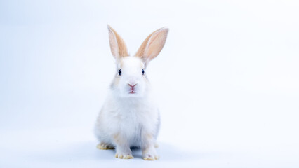 Bunny easter fluffy rabbits posing on white nature background on sunny day, Lovely mammal with beautiful bright eyes in nature life. Symbol animal of easter day. Healthy rabbit in many colours.
