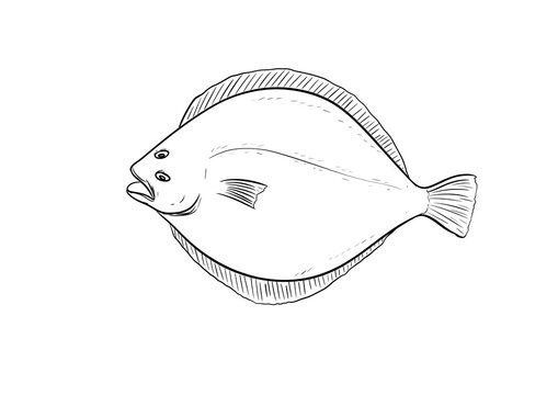 flatfish digital illustration drawing isolated
