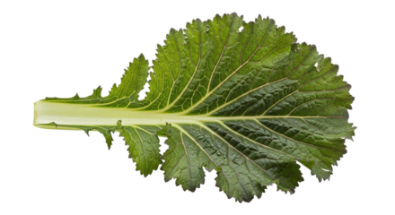 Closeup of a single mustard green leaf, showcasing its vibrant color and intricate texture, isolated on transparent background