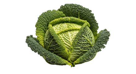 Savoy cabbage isolated on transparent background, a variety of brassica oleracea, is valued for its crinkled leaves and mild flavor, perfect for salads and cooking