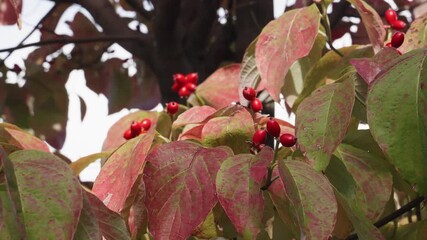 Close-up of red and green autumn dogwood leaves with vibrant red berries against a bright sky.