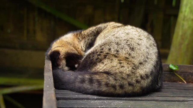 Curled Asian palm civet sleeps on wooden platform at a Coffee Luwak farm, Close up