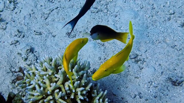 Goldsaddle Goatfish And Bird Wrasse Fishes Swimming Undersea.