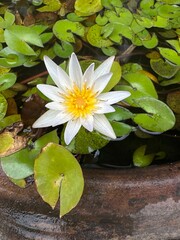 white water lily