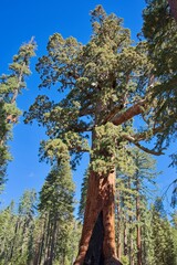 Fototapeta premium Giant Sequoia, Grizzly Giant