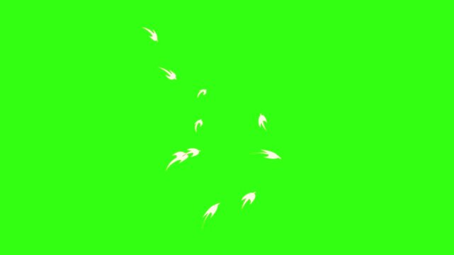 Flying swallow animation on green screen