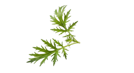 Mugwort leaf isolated on transparent background, an aromatic herb used in traditional medicine and culinary applications, natural remedy and flavoring