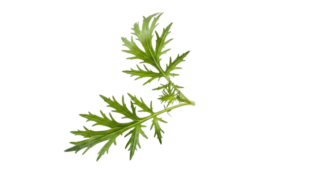 Mugwort leaf isolated on transparent background, an aromatic herb used in traditional medicine and culinary applications, natural remedy and flavoring