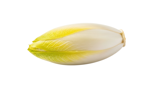 Single endive, a leafy vegetable, isolated on transparent background it is commonly used in salads and has a slightly bitter taste