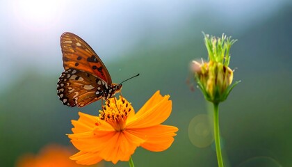 Obraz premium A vibrant orange butterfly rests upon a blooming orange flower, another flower is in the background. Soft focus adds depth
