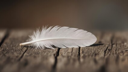 A single white feather rests on a weathered wooden surface.
