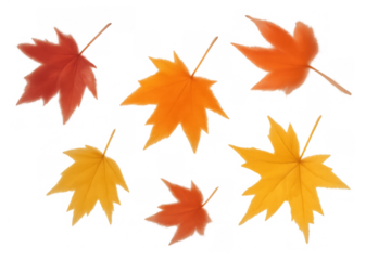 Autumn maple leaves falling, showing seasonal nature colors in an illustration with a transparent background