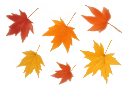 Autumn maple leaves falling, showing seasonal nature colors in an illustration with a transparent background