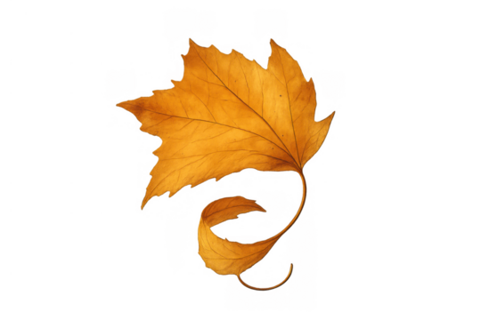 Autumn maple leaf showing seasonal change, falling and curling on transparent background, symbolizing nature's beauty
