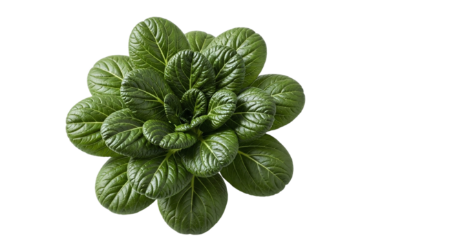 Overhead shot of a vibrant green tatsoi rosette isolated on transparent background, highlighting its fresh leaves and intricate arrangement