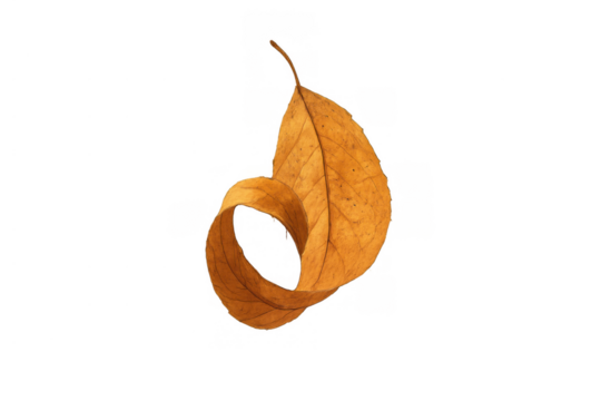 Dry autumn leaf curling, creating elegant shape, falling from tree, transparent background