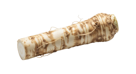 Fresh horseradish root isolated on transparent background, a pungent spice used in cooking and condiments, with a rough texture and earthy flavor