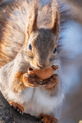 Obraz premium The squirrel with nut sits on tree in the winter or late autumn
