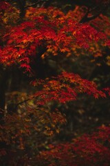 紅葉