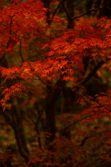 紅葉