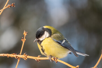 Cute bird Great tit, songbird sitting on a branch without leaves in the autumn or winter.