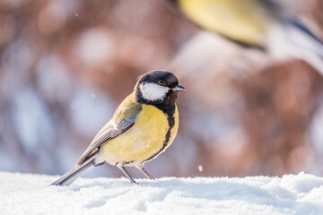 Cute bird Great tit, songbird sitting on a branch with snow in the autumn or winter.