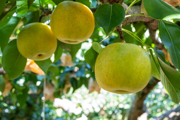 二十世紀梨　鳥取名産