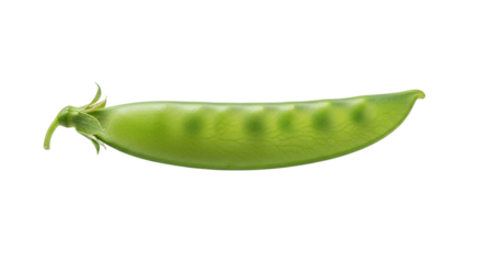 Closeup of a fresh snow pea pod isolated on transparent background, showcasing its vibrant green color and plump shape, a healthy and delicious vegetable