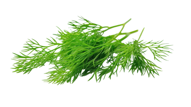 Fresh dill herb with vibrant feathery green leaves and detailed aromatic natural texture clearly presented in crisp view isolated on white background