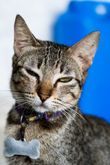 Domestic fur sweet cat