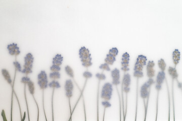 Close up of Pressed Lavender Flowers on Light Background